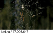 Big spider on web on sunny summer day. Стоковое фото, фотограф David Kashakhi / Фотобанк Лори