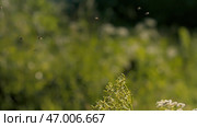 Insects and midges fly over summer field grass. Стоковое фото, фотограф David Kashakhi / Фотобанк Лори