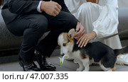 Portrait of a woman in white dress and a man in suit squatting and petting a puppy. Стоковое фото, фотограф David Kashakhi / Фотобанк Лори