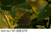 Blurred green background of a summer meadow. Стоковое фото, фотограф David Kashakhi / Фотобанк Лори