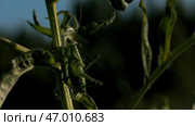 Close up of a grasshopper hides behind a grass stem. Стоковое фото, фотограф David Kashakhi / Фотобанк Лори