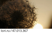 Shooting outdoors in sunny weather where dandelions and cobwebs are shot in close-up. Стоковое фото, фотограф David Kashakhi / Фотобанк Лори