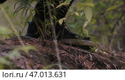 Close-up of man stumbling and jumping in forest. Стоковое фото, фотограф David Kashakhi / Фотобанк Лори