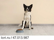 Милый бордер-колли и миска с сухим кормом возле бежевой стены. Стоковое фото, фотограф Pixel_shot / Фотобанк Лори
