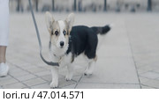 Adorable dog walking around the city on a leash. Стоковое фото, фотограф David Kashakhi / Фотобанк Лори