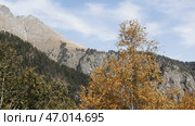 Yellow bright autumn birch tree and mountain on the background. Стоковое фото, фотограф David Kashakhi / Фотобанк Лори