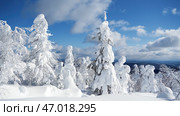 Bottom view of bright blue cloudy sky in frozen winter forest. Стоковое фото, фотограф David Kashakhi / Фотобанк Лори