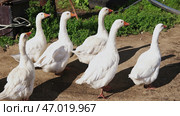 A group of cheerful White Geese is happily enjoying a lovely sunny day in the countryside. Стоковое фото, фотограф David Kashakhi / Фотобанк Лори