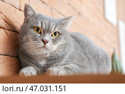 Милый серый котик на столе у себя дома. Стоковое фото, фотограф Pixel_shot / Фотобанк Лори