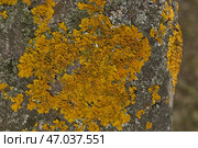 Wall Xanthoria (lat. Xanthoria parietina) is a lichen of the Telochistaceae family, a species of the Xanthoria genus on the bark of a tree. Стоковое фото, фотограф Андрей Жигальцов / Фотобанк Лори