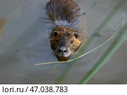 Nutria swimming in a lake, close-up, summer, animals in the south of France. Стоковое фото, фотограф Иван Грушевич / Фотобанк Лори