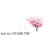 Beautiful pink japanese sakura cherry tree in full blossom and flower petals falling on white background, seamless loop. Стоковая иллюстрация, иллюстратор David Kashakhi / Фотобанк Лори