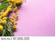 Красивые цветы мимозы на цветном фоне. Стоковое фото, фотограф Pixel_shot / Фотобанк Лори