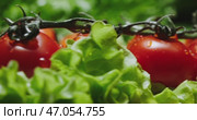 Fresh and juicy Tomatoes paired with Crisp and crunchy Lettuce on a vibrant Green Background. Стоковое видео, видеограф Владимир Ковальчук / Фотобанк Лори