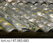 Старая шиферная кровля, покрытая мхом и лишайником (фрагмент) Стоковое фото, фотограф Алексей Иванов / Фотобанк Лори