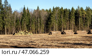 Felled forest in a forest clearing. The concept of urbanization and deforestation. Стоковое фото, фотограф Igor Skripachev / Фотобанк Лори