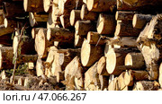 Felled forest in a forest clearing. The concept of urbanization and deforestation. Стоковое фото, фотограф Igor Skripachev / Фотобанк Лори