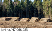 Felled forest in a forest clearing. The concept of urbanization and deforestation. Стоковое фото, фотограф Igor Skripachev / Фотобанк Лори
