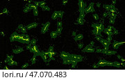 Abstract moving microorganisms or bacteria on a black background. Стоковая иллюстрация, иллюстратор David Kashakhi / Фотобанк Лори