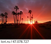 Glorious hues of orange and pink fill the sky as the sun sets behind tall palm trees, casting silhouettes that dance in the fading light, creating a tranquil atmosphere Generative AI. Стоковое AI-изображение, AI-художник Юлия Петровская / Фотобанк Лори