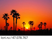 As the sun descends on the horizon, palm trees stand tall in silhouette against a stunning sky, awash with vibrant hues of orange and purple, creating a serene tropical ambiance Generative AI. Стоковое AI-изображение, AI-художник Юлия Петровская / Фотобанк Лори