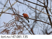 Красногрудый самец снегиря на ветке. Стоковое фото, фотограф Елизавета Атаманова / Фотобанк Лори