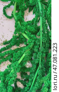 Amaranth plant on a white background video. Green Stabilized Amaranth. Стоковое видео, видеограф Роготнева Виктория / Фотобанк Лори