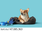 Милый корги лежит в лежанке для домашних животных с аксессуарами на синем фоне. Стоковое фото, фотограф Pixel_shot / Фотобанк Лори