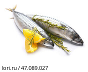 Сырая рыба скумбрия с розмарином и лимоном на белом фоне. Стоковое фото, фотограф Pixel_shot / Фотобанк Лори