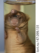 April 1, 2023. Belarus, Minsk. Exhibition of anatomical exhibits. Rabbit with pathological development of cyclopia. Exhibits of the Museum of Anthropology and Ethnography. Embryos in banks. Редакционное фото, фотограф Лазаренко Светлана / Фотобанк Лори