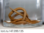 April 1, 2023 Exhibition of anatomical exhibits. The intestines of a child with ascorrida. Exhibits of the Museum of Anthropology and Ethnography. Embalmed roundworms in a jar. Roundworm. Редакционное фото, фотограф Лазаренко Светлана / Фотобанк Лори