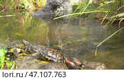 Red eared turtles swim in the pond and crawl by the water. Group of turtles Trachemys scripta in a pond. Стоковое видео, видеограф Мария Паина / Фотобанк Лори