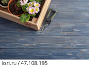 Деревянный ящик с горшечными растениями на столе. Стоковое фото, фотограф Pixel_shot / Фотобанк Лори