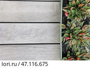 Peperomia rosso в горшке на светлом деревянном фоне. Стоковое фото, фотограф Pixel_shot / Фотобанк Лори