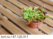 Dionaea muscipula на деревянном столе. Стоковое фото, фотограф Pixel_shot / Фотобанк Лори
