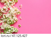 Расцветающие сиреневые цветы на розовом фоне. Стоковое фото, фотограф Pixel_shot / Фотобанк Лори