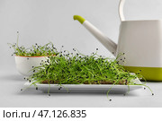Тарелка с свежими микрозелеными на светлом фоне. Стоковое фото, фотограф Pixel_shot / Фотобанк Лори