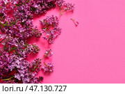 Расцветающие сиреневые цветы на розовом фоне. Стоковое фото, фотограф Pixel_shot / Фотобанк Лори