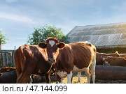 Стадо коров в загоне на ферме. Стоковое фото, фотограф Pixel_shot / Фотобанк Лори