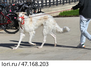 The Russian Borzoi is breed of hunting dog, classified by the FCI as belonging to Group 10 Sighthounds. Стоковое фото, фотограф Володина Ольга / Фотобанк Лори