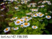 Красивые цветы пижмы девичьей (Tanacetum parthenium) Стоковое фото, фотограф Андрей Степанов / Фотобанк Лори
