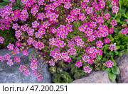 Vibrant Pink Saxifraga arendsii Flowers Blooming in a Rock Garden. Стоковое фото, фотограф Elena Grishina / Фотобанк Лори