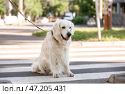Собака-поводырь сидит на пешеходном переходе в городе. Стоковое фото, фотограф Pixel_shot / Фотобанк Лори
