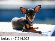 The Prague Ratter dog breed squinted as it lay on the sunlit parapet. Стоковое фото, фотограф Екатерина Лызлова / Фотобанк Лори