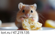 Small rodent enjoys a tasty piece of bread on a light-colored surface in a cozy indoor setting. Маленький грызун наслаждается вкусным кусочком хлеба на светлой поверхности в уютном помещении. Стоковое AI-изображение, AI-художник Katsiaryna Repich / Фотобанк Лори