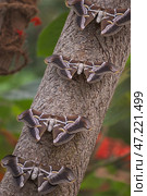 4 beautiful silkmoths Samia resting on a tree trunk in a lush green environment. Стоковое фото, фотограф Татьяна Лобанова / Фотобанк Лори