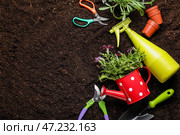 Принадлежности для садоводства с растениями на почвенном фоне. Стоковое фото, фотограф Pixel_shot / Фотобанк Лори