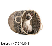 Милый тайский котик в корзине на белом фоне. Стоковое фото, фотограф Pixel_shot / Фотобанк Лори