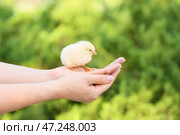 Женщина с милой цыпочкой на улице. Стоковое фото, фотограф Pixel_shot / Фотобанк Лори