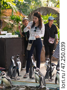 Woman feeds penguins at zoo (2016 год). Редакционное фото, фотограф Александр Подшивалов / Фотобанк Лори